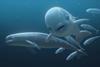 Dance With The Finless Porpoise