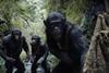 kingdom apes