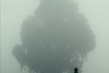 The Stranger